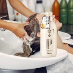 شامبو ساكورا